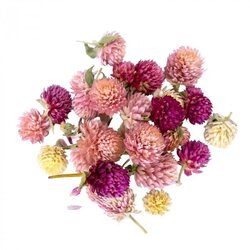 Сухоцветы для декора