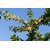 Заморожене пюре PONTHIER слива Мірабелла 1 кг, зображення 3