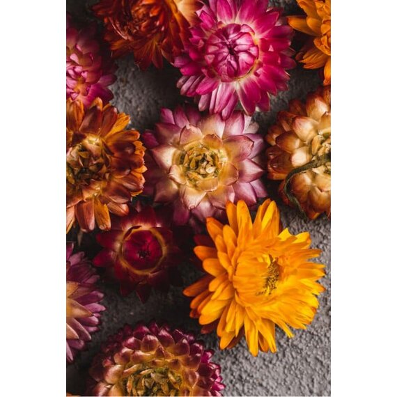 Геліхрізум сушений 50 шт, зображення 7 Геліхрізум сушений 50 шт, зображення 7