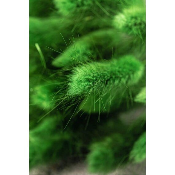 Колоски декоративні 50 шт, зображення 7