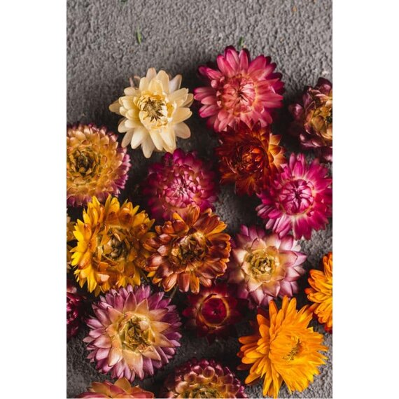 Геліхрізум сушений 50 шт, зображення 6 Геліхрізум сушений 50 шт, зображення 6