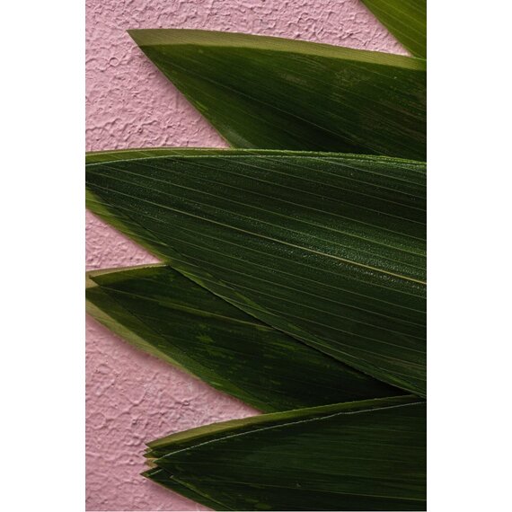 Листя бамбуку 100 шт, зображення 7 Листя бамбуку 100 шт, зображення 7