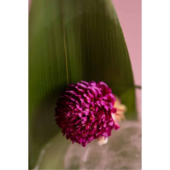 Гомфрена сушена 25 г, зображення 2 Гомфрена сушена 25 г, зображення 2