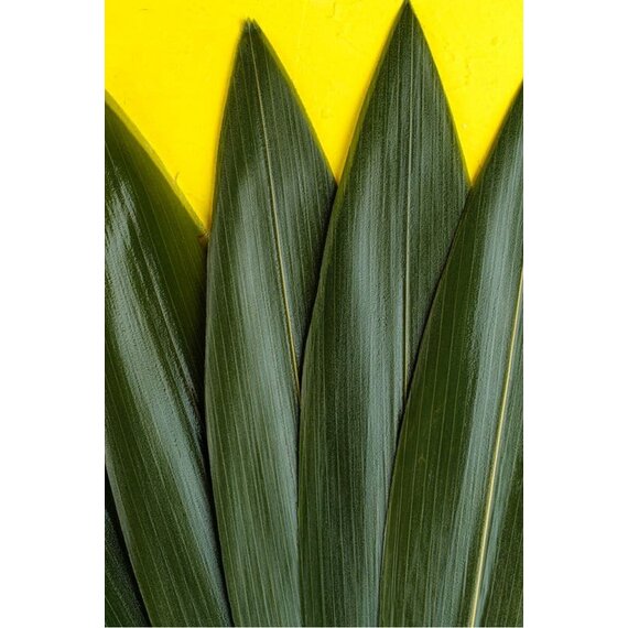 Листя бамбуку 100 шт, зображення 10 Листя бамбуку 100 шт, зображення 10