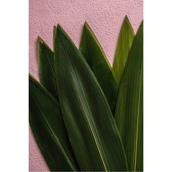 Листя бамбуку 100 шт, зображення 8 Листя бамбуку 100 шт, зображення 8