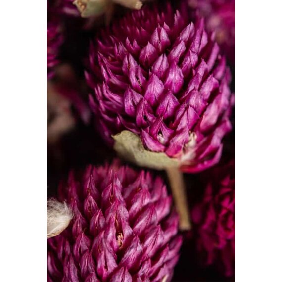 Гомфрена сушена 25 г, зображення 4 Гомфрена сушена 25 г, зображення 4