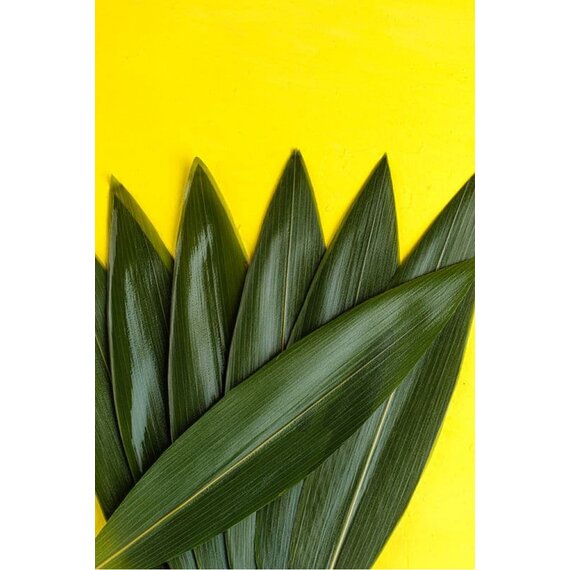 Листя бамбуку 100 шт, зображення 9 Листя бамбуку 100 шт, зображення 9