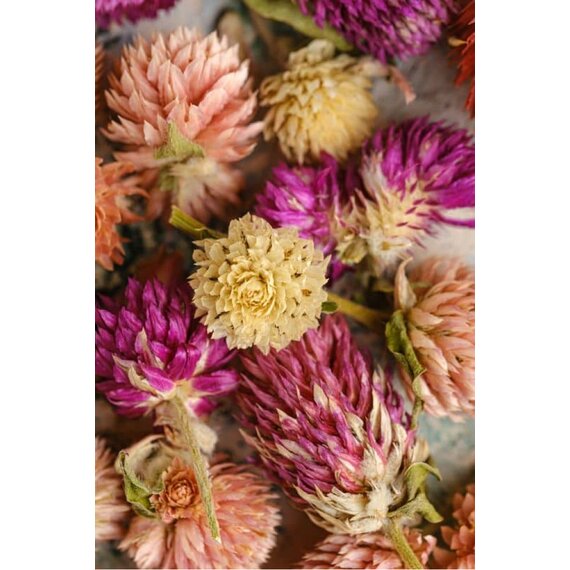 Гомфрена сушена різнокольорова 30 шт, зображення 14 Гомфрена сушена різнокольорова 30 шт, зображення 14