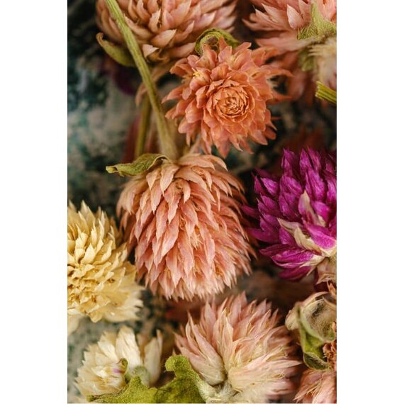 Гомфрена сушена різнокольорова 30 шт, зображення 17 Гомфрена сушена різнокольорова 30 шт, зображення 17