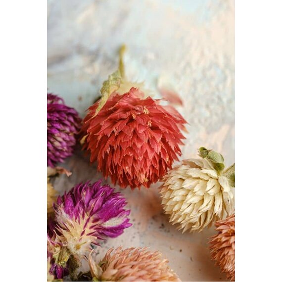 Гомфрена сушена різнокольорова 30 шт, зображення 15 Гомфрена сушена різнокольорова 30 шт, зображення 15