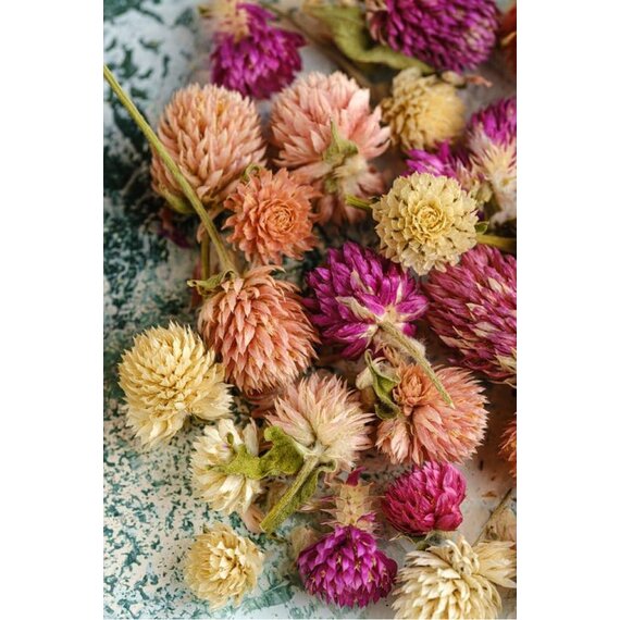 Гомфрена сушена різнокольорова 30 шт, зображення 12 Гомфрена сушена різнокольорова 30 шт, зображення 12