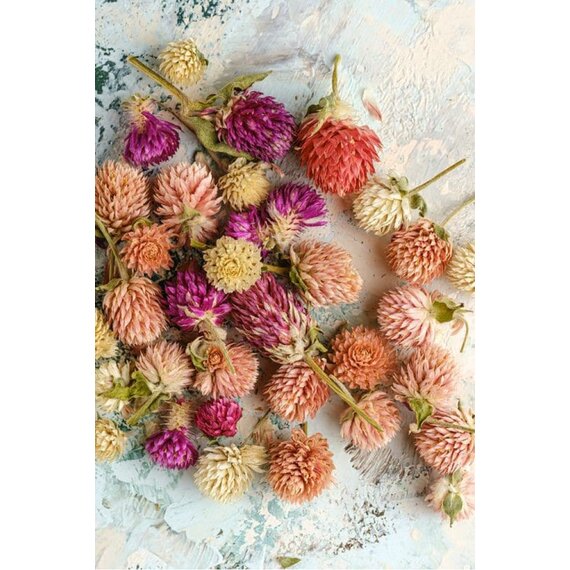 Гомфрена сушена різнокольорова 30 шт, зображення 13 Гомфрена сушена різнокольорова 30 шт, зображення 13